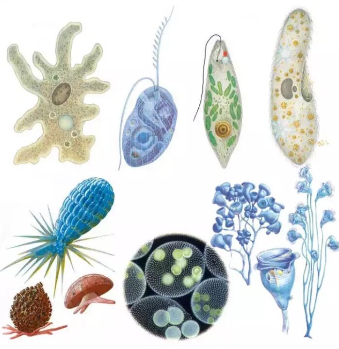 Les parasites appartiennent au royaume des protozoaires, dans lequel on compte plus de quinze mille espèces. 